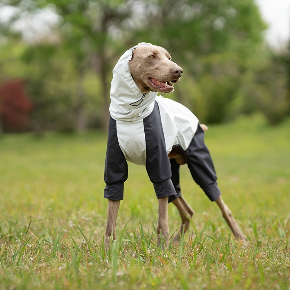 Lightweight dog raincoat with  – обзор и цена Dog Raincoat